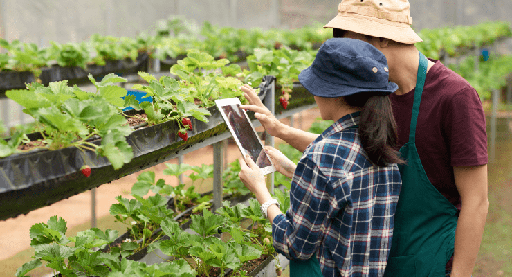 medium-shot-agronomists-taking-picture-strawberry-with-digital-tablet